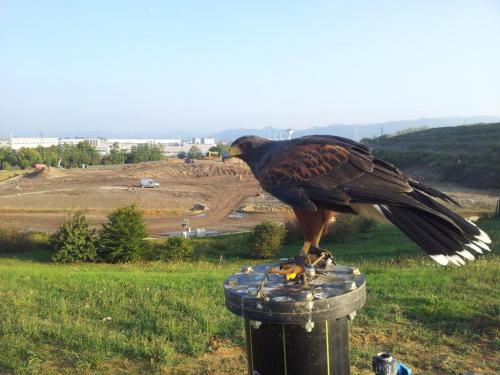 bird control (47)